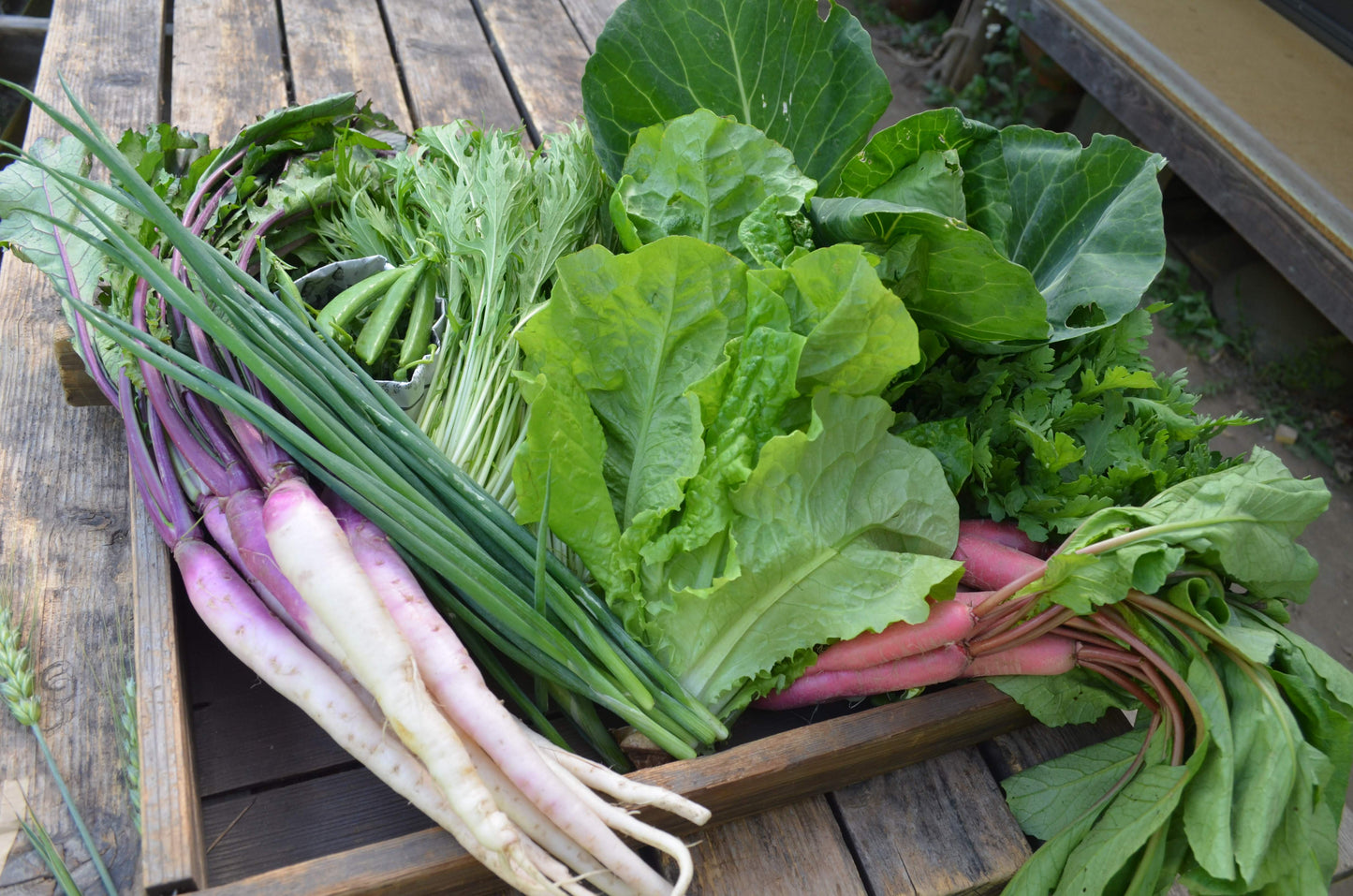 【5月末限定】初夏の野菜セット