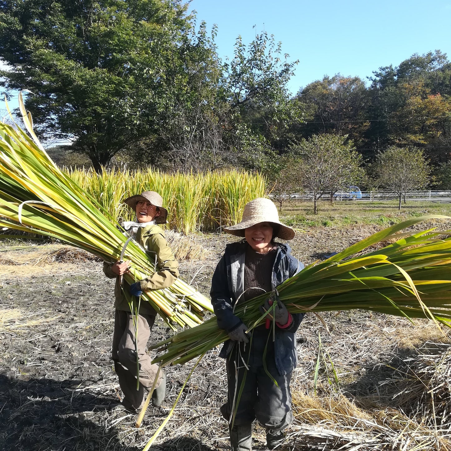 【お正月飾り】真菰(まこも)と古代米のしめ縄