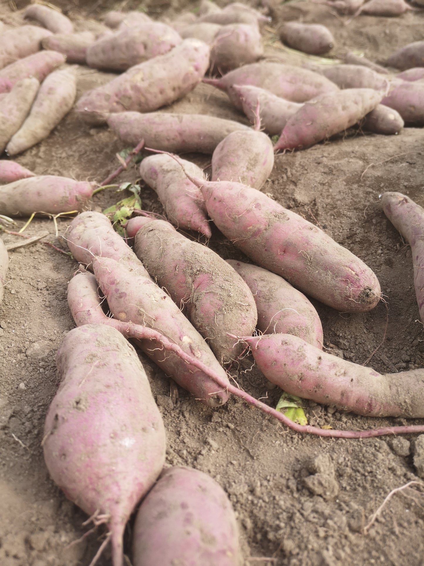 干し芋オーガニック有機無農薬無化学肥料おやつほしいも北杜市山梨