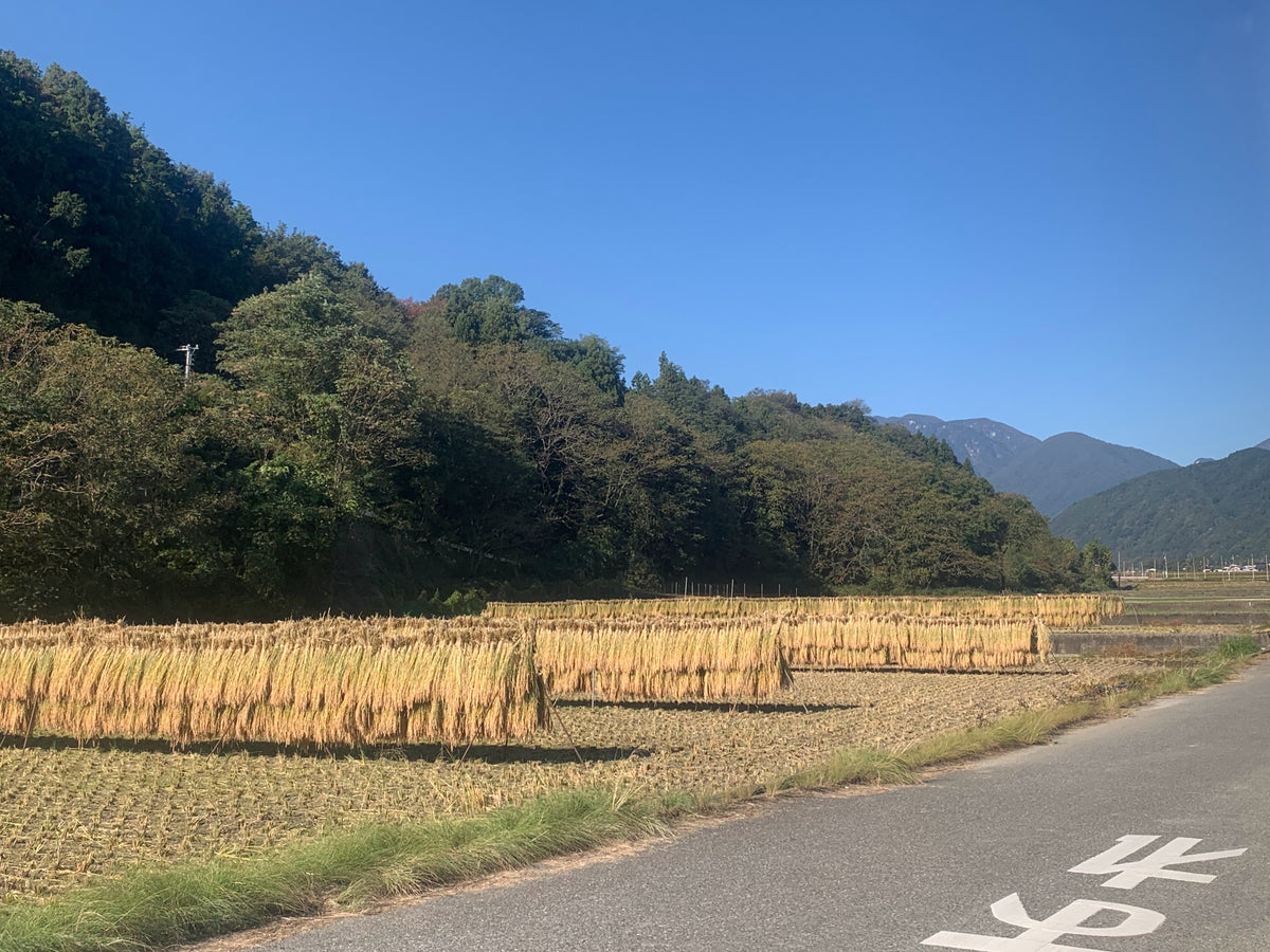 雨土人のお米|2026年産ササシグレ