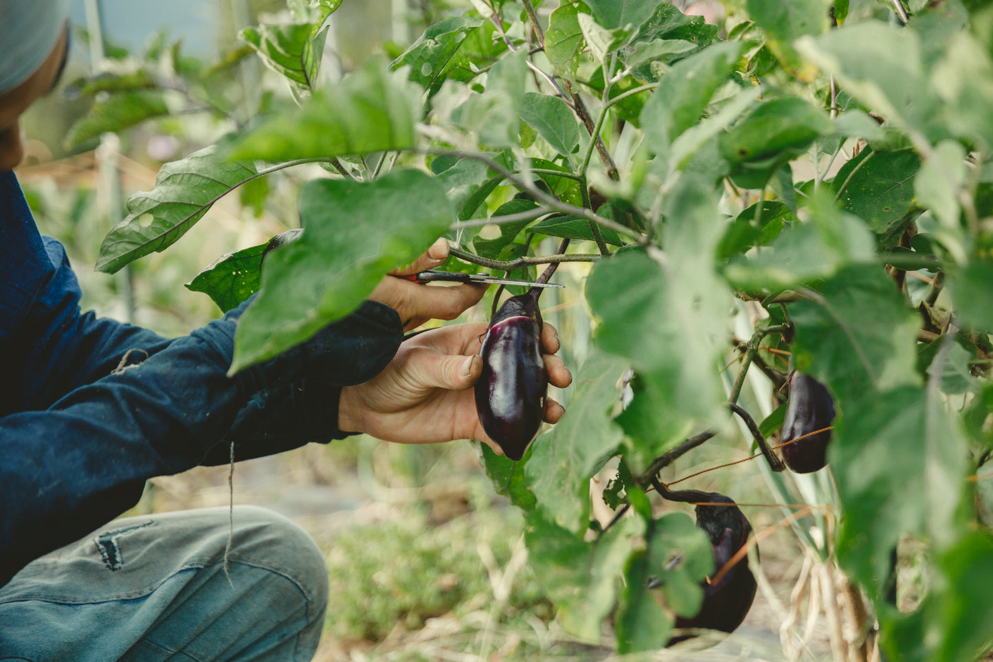【2026年6月~発送・ご予約受付中】自然のまんまの野菜セットLサイズ