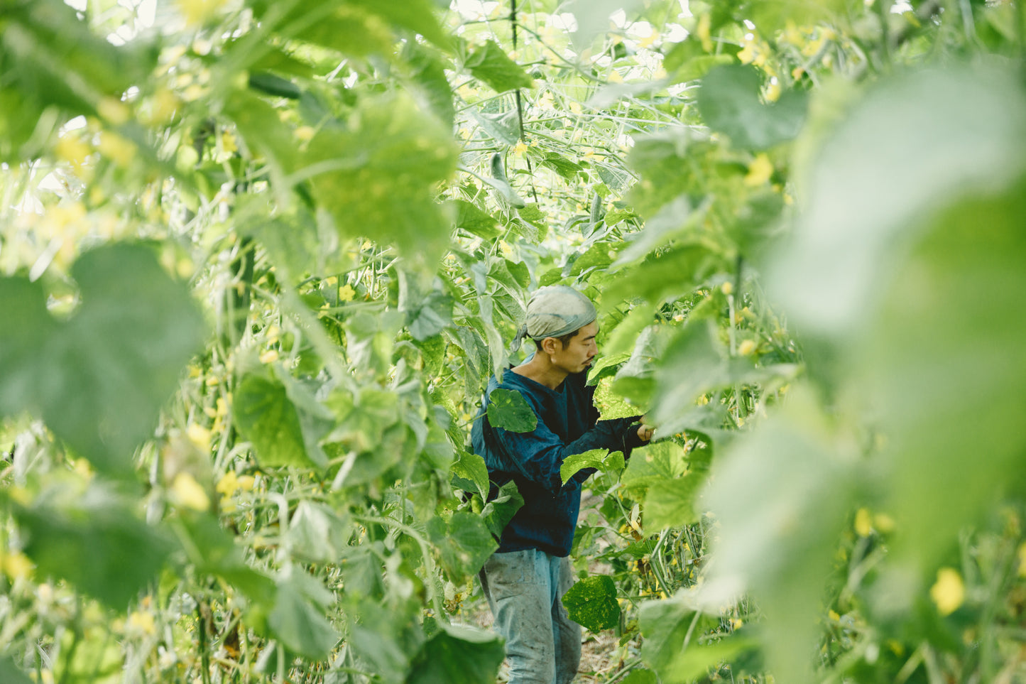 【2026年6月~発送・ご予約受付中】自然のまんまの野菜セットMサイズ
