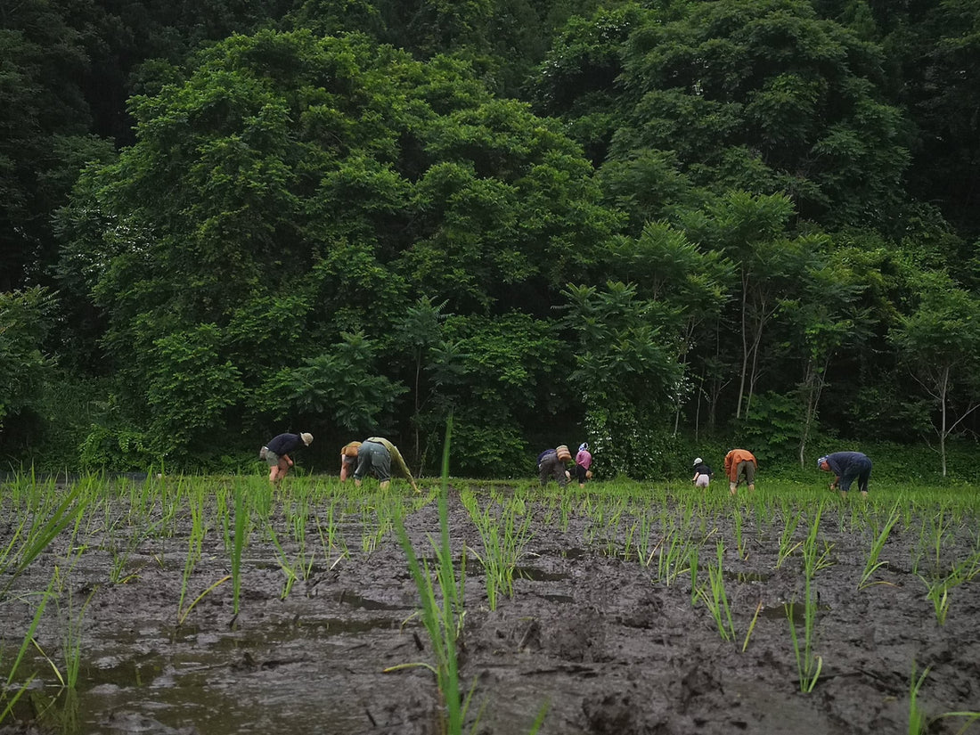 6月１３日(土)　雨土人のお田植のご案内