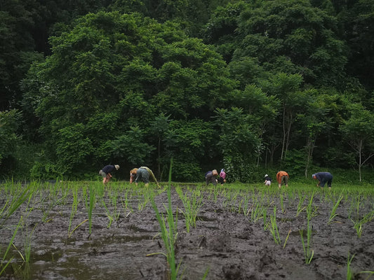 6月１３日(土)　雨土人のお田植のご案内