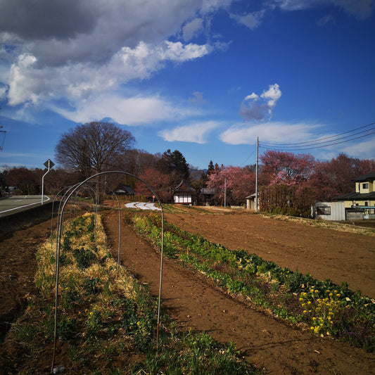 神代桜が開花しました。