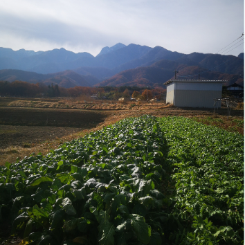 野沢菜漬け本漬け塩漬け醤油漬け無添加オーガニック有機自然栽培無農薬無化学肥料漬物農産加工品小規模農家北杜市山梨