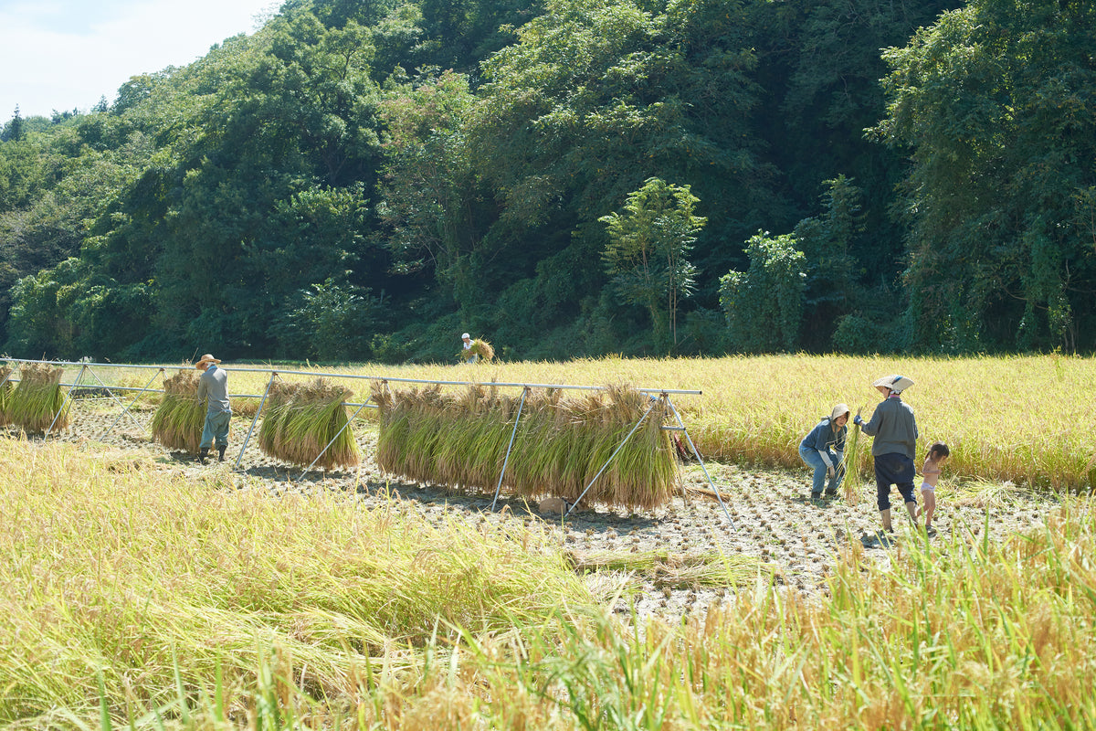 田んぼに並べたはざで稲を天日干しする風景