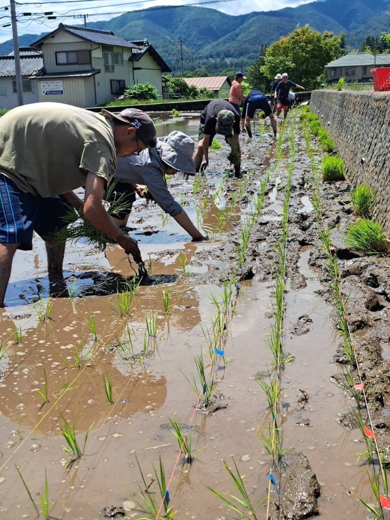 令和7年産新米　ササシグレ　白米