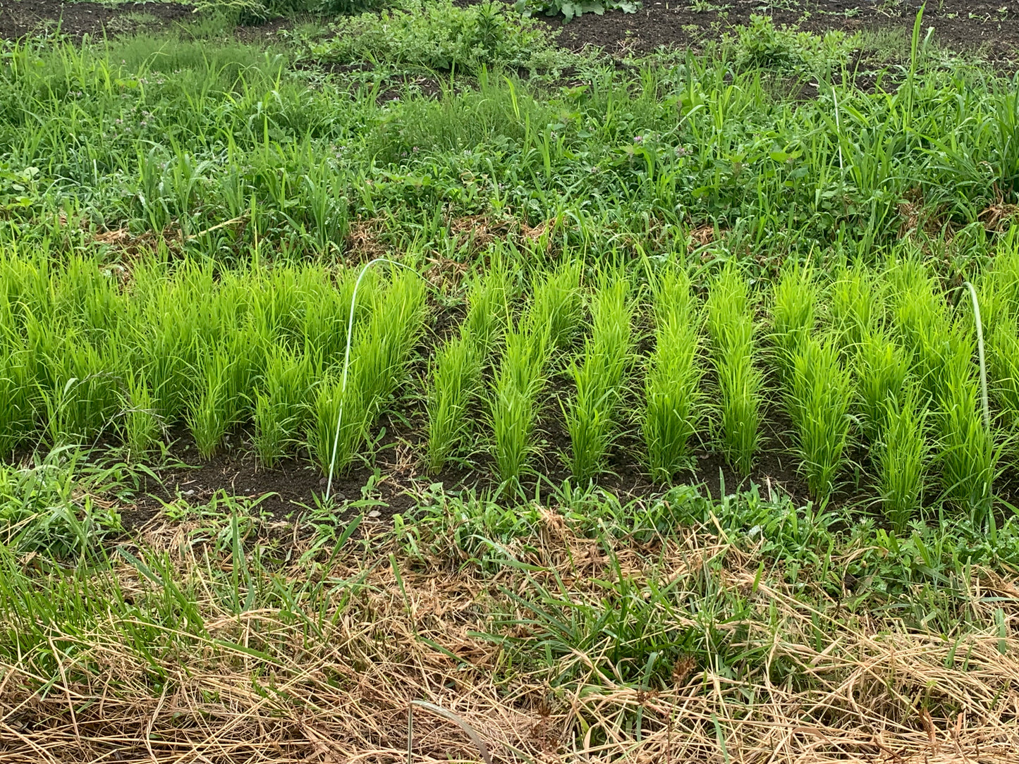 畑苗代で列になって育つ青々とした稲の苗