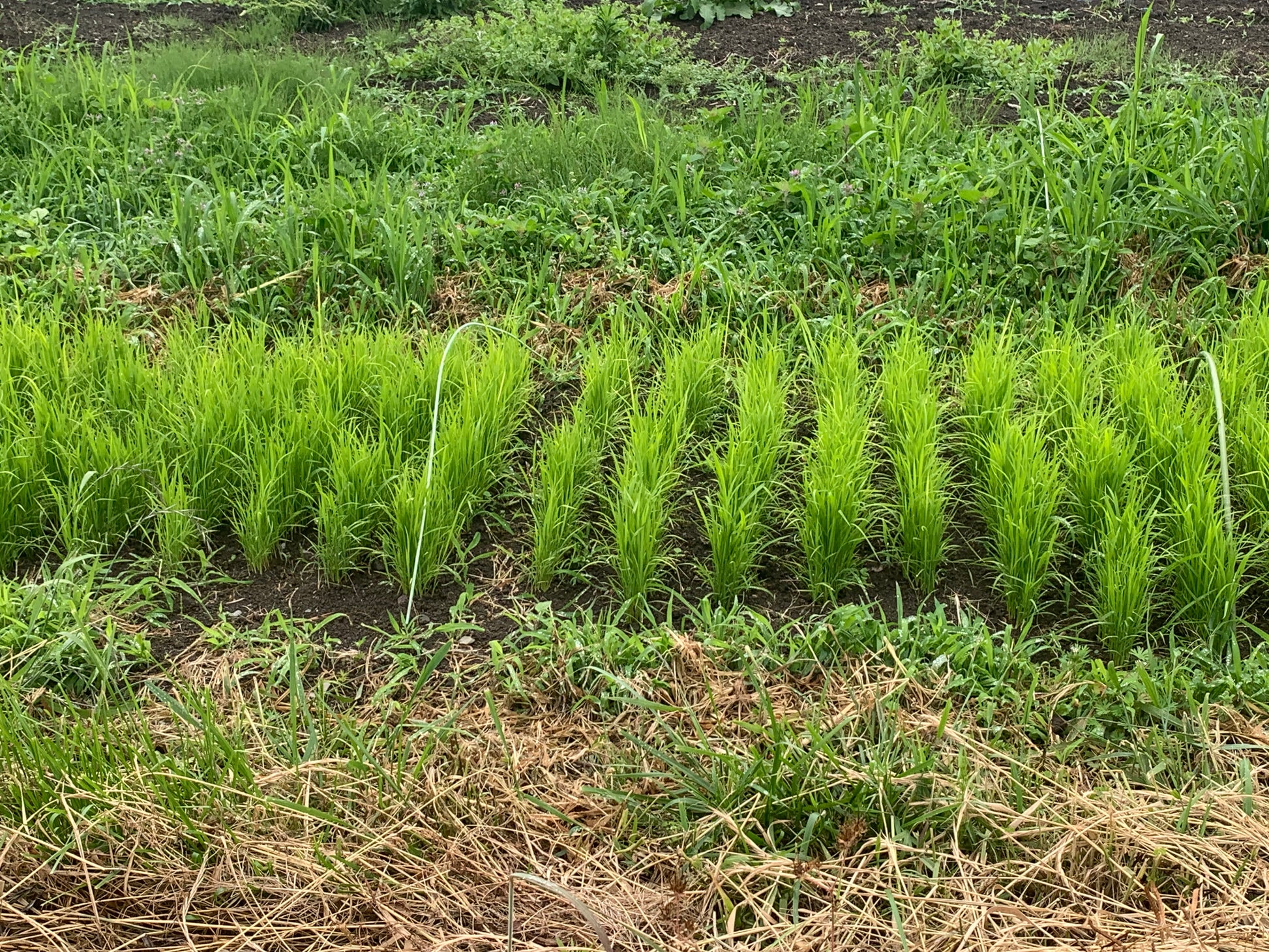 畑苗代で列になって育つ青々とした稲の苗