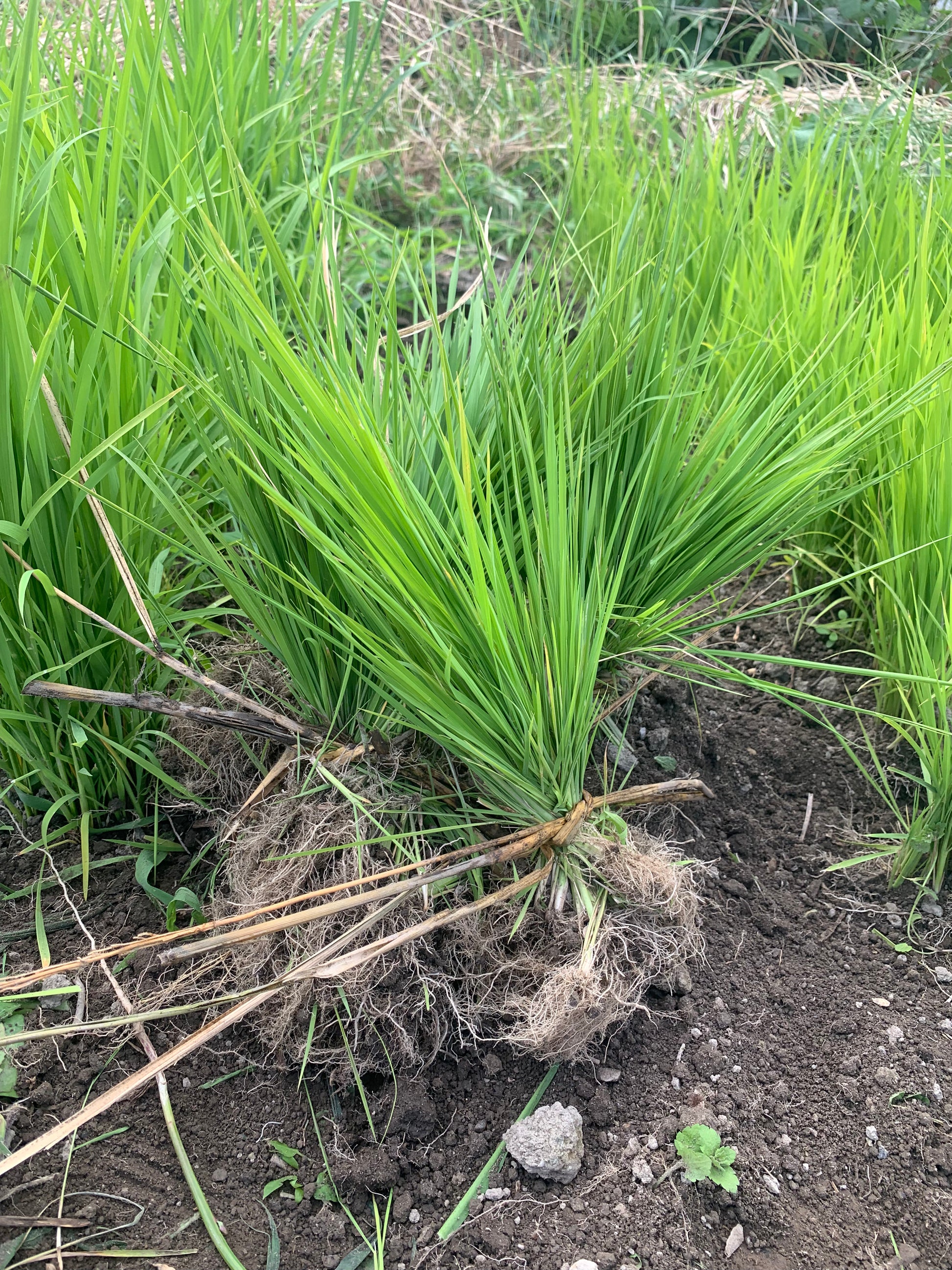 畑苗代から掘り上げた、根の付いた稲の苗