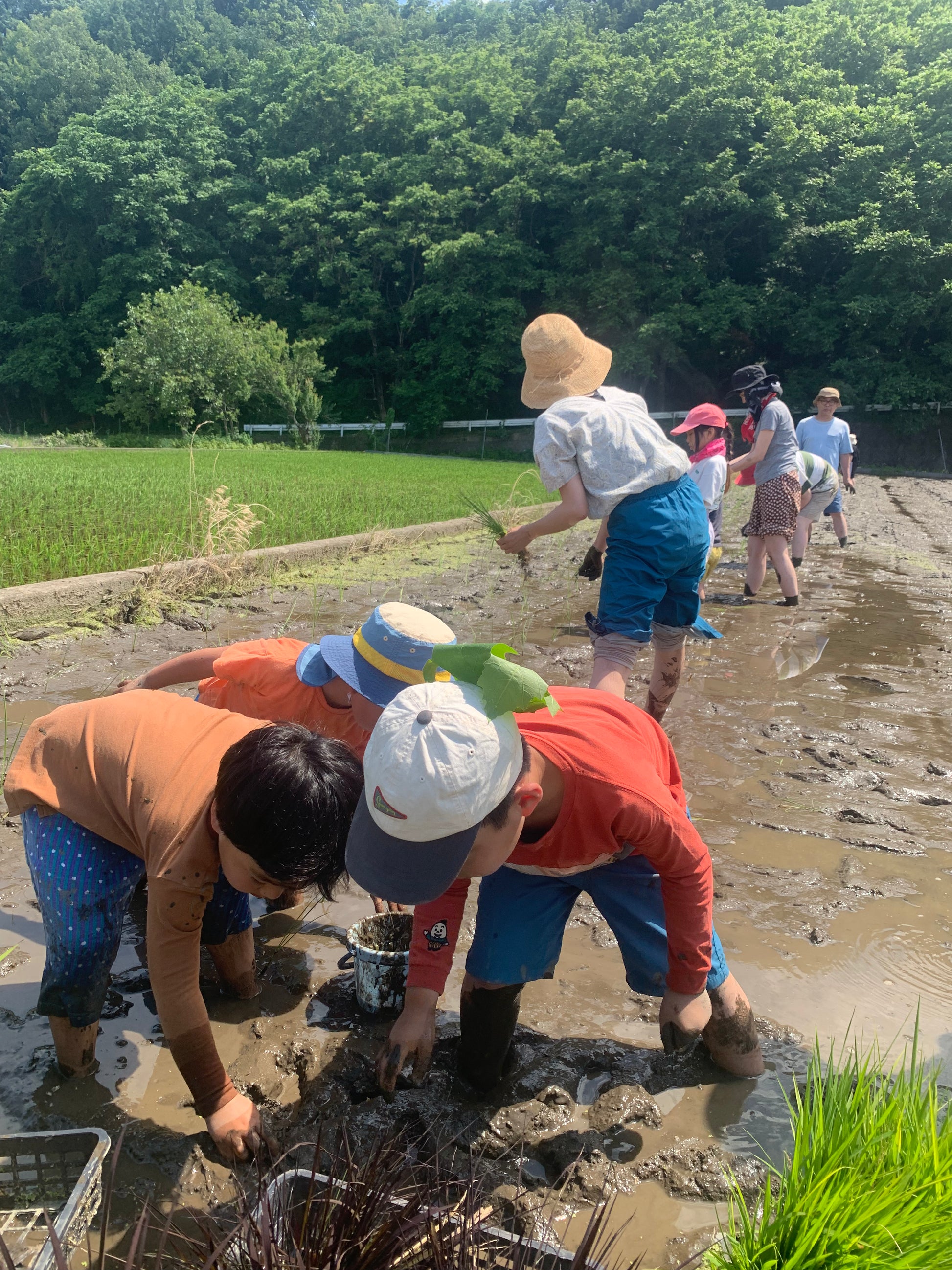 泥に足を入れ、手で苗を植える子どもたち