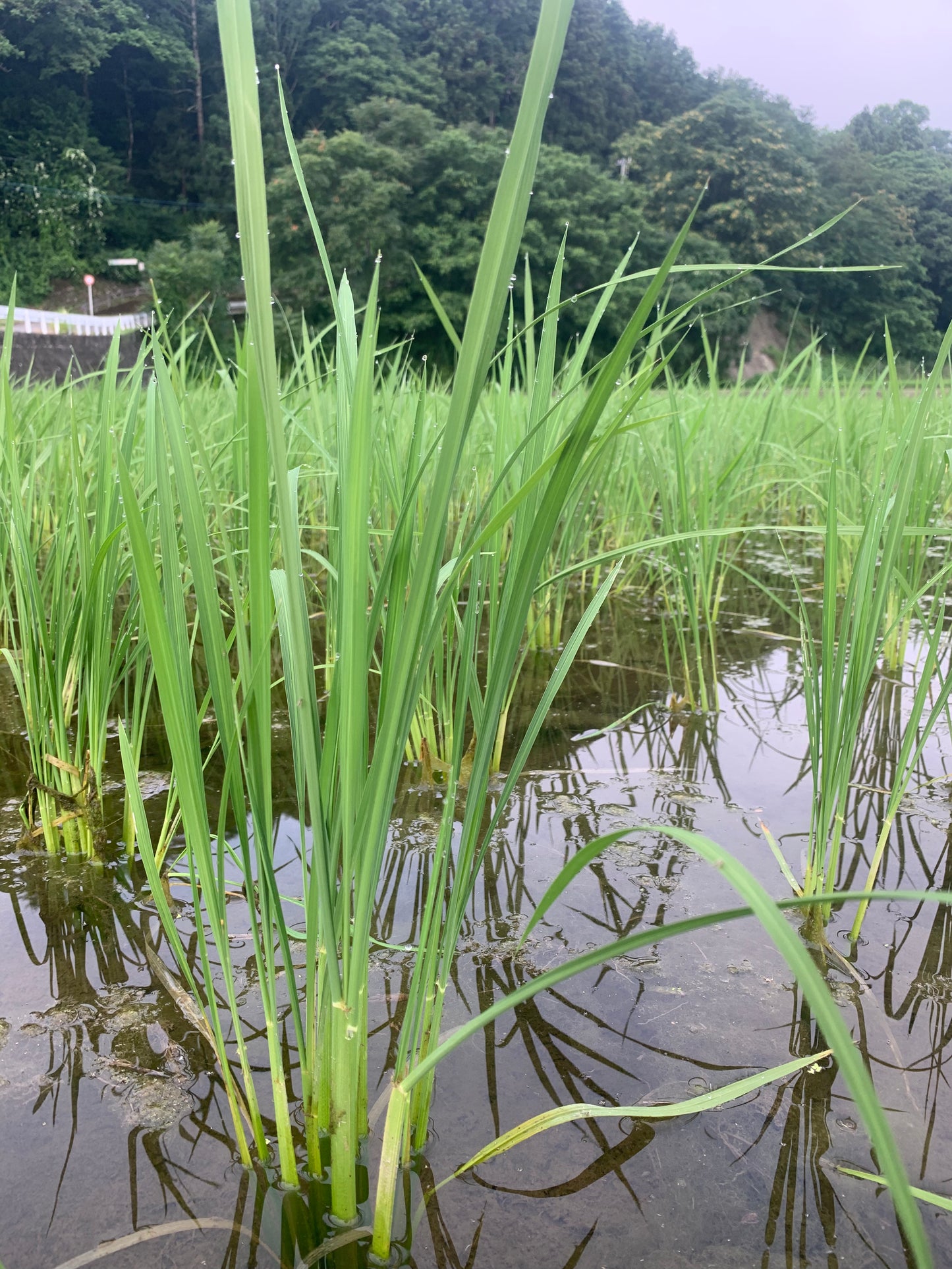 水を張った田んぼで青々と育つ稲