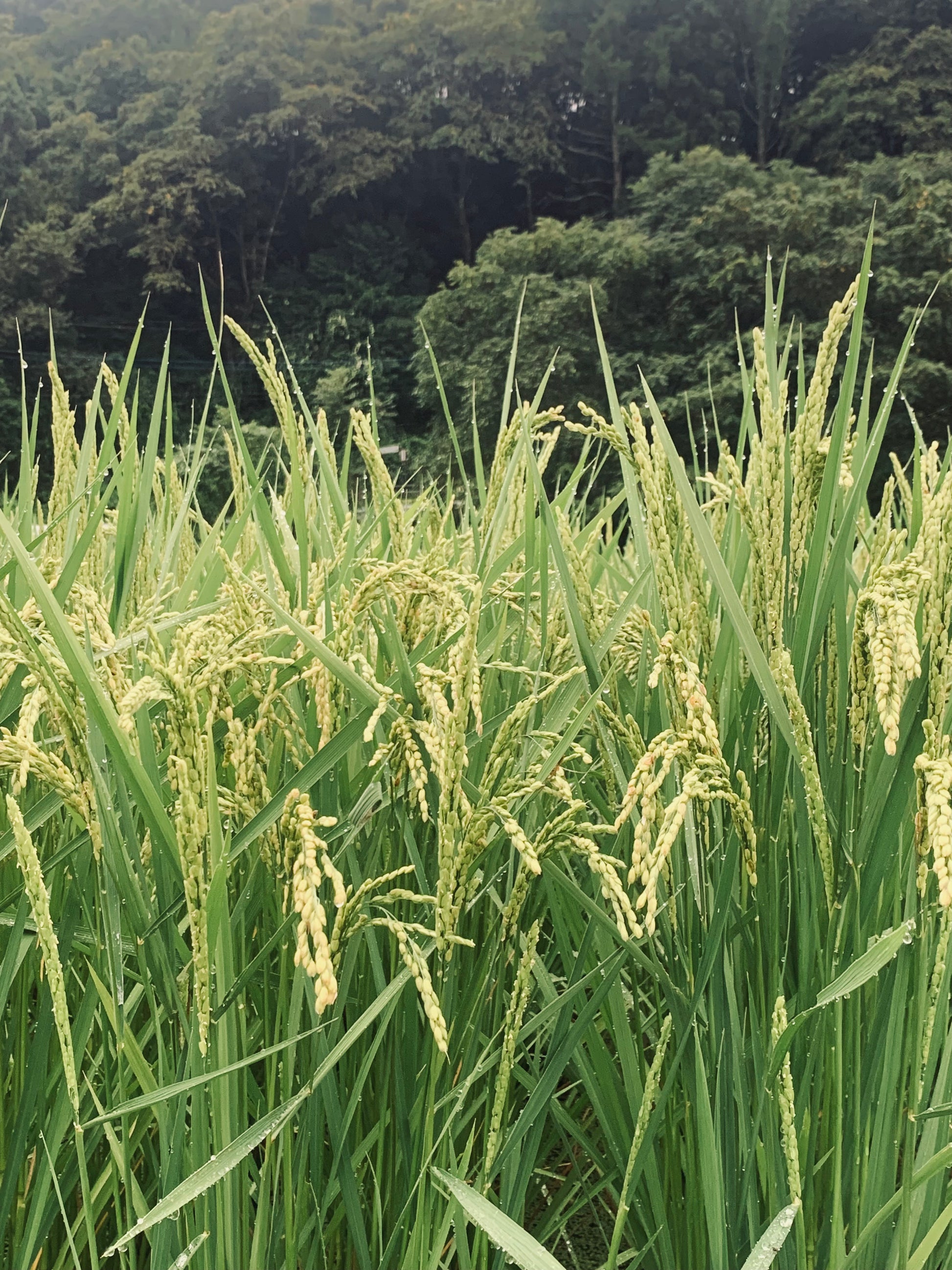 緑の葉の間で実り、頭を垂れる稲穂