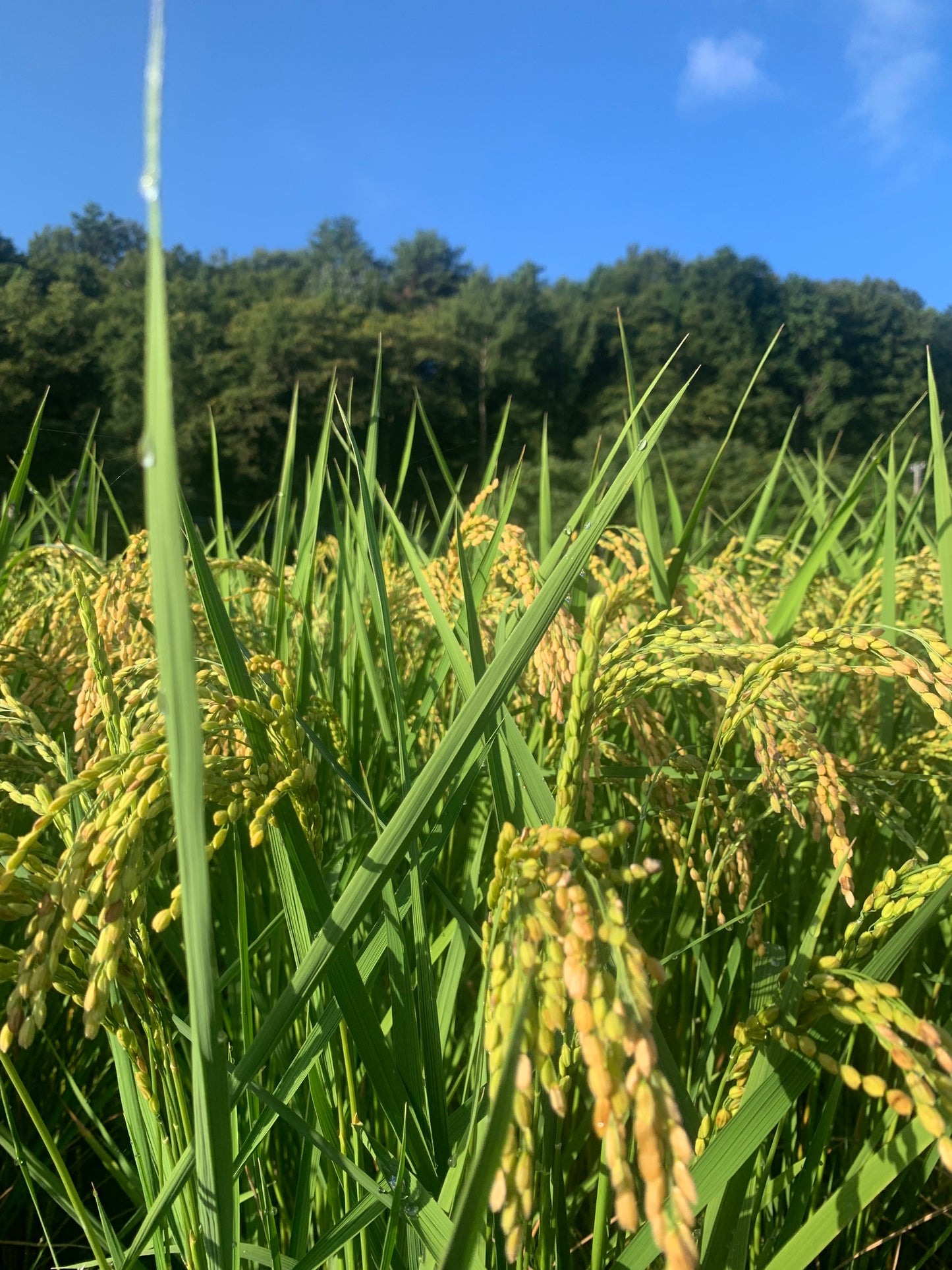 青空の下で黄金色に色づく稲穂
