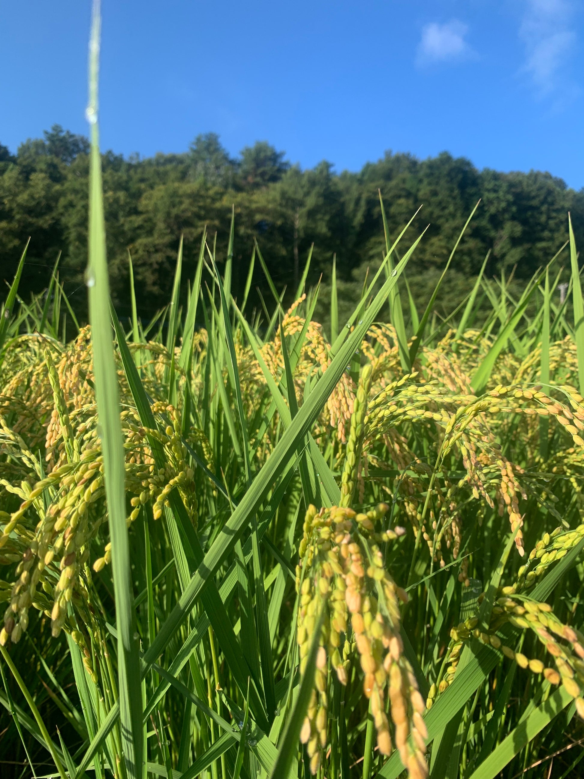 青空の下で黄金色に色づく稲穂
