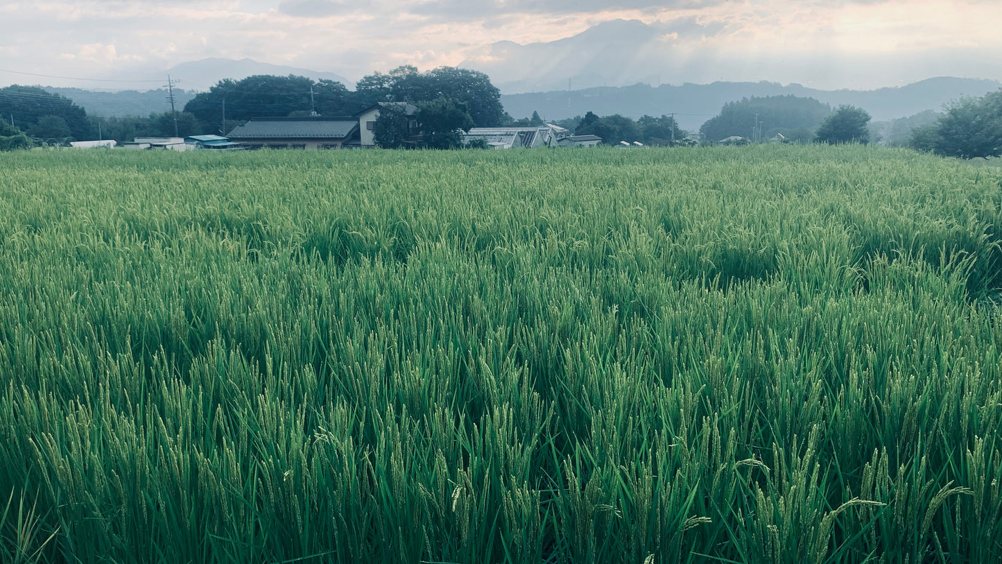 山並みと家々を背景に広がる緑の田んぼ
