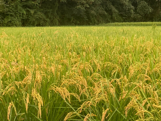雨土人のお米｜いのちの壱