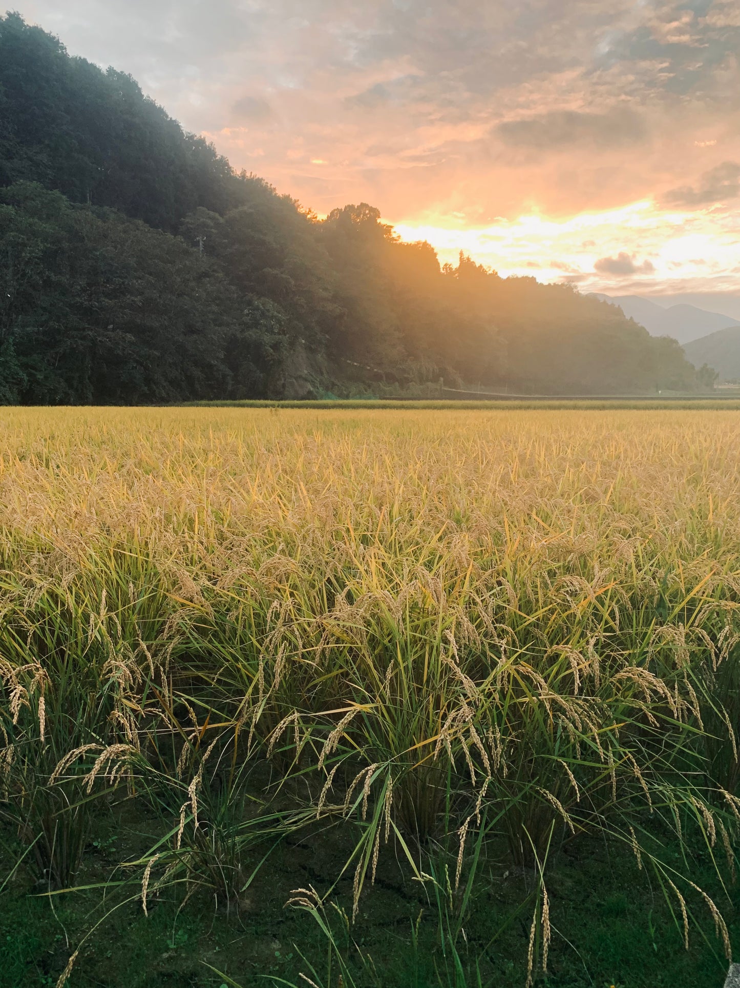 夕日に照らされる、収穫前の黄金色の田んぼ