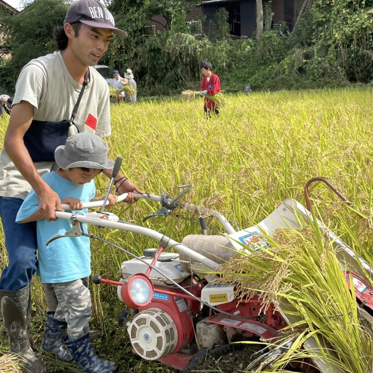 令和7年産新米　ササシグレ　白米