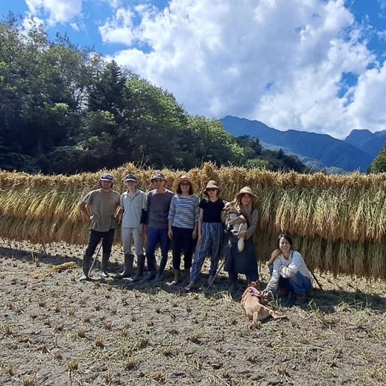 令和7年産新米　ササシグレ　白米