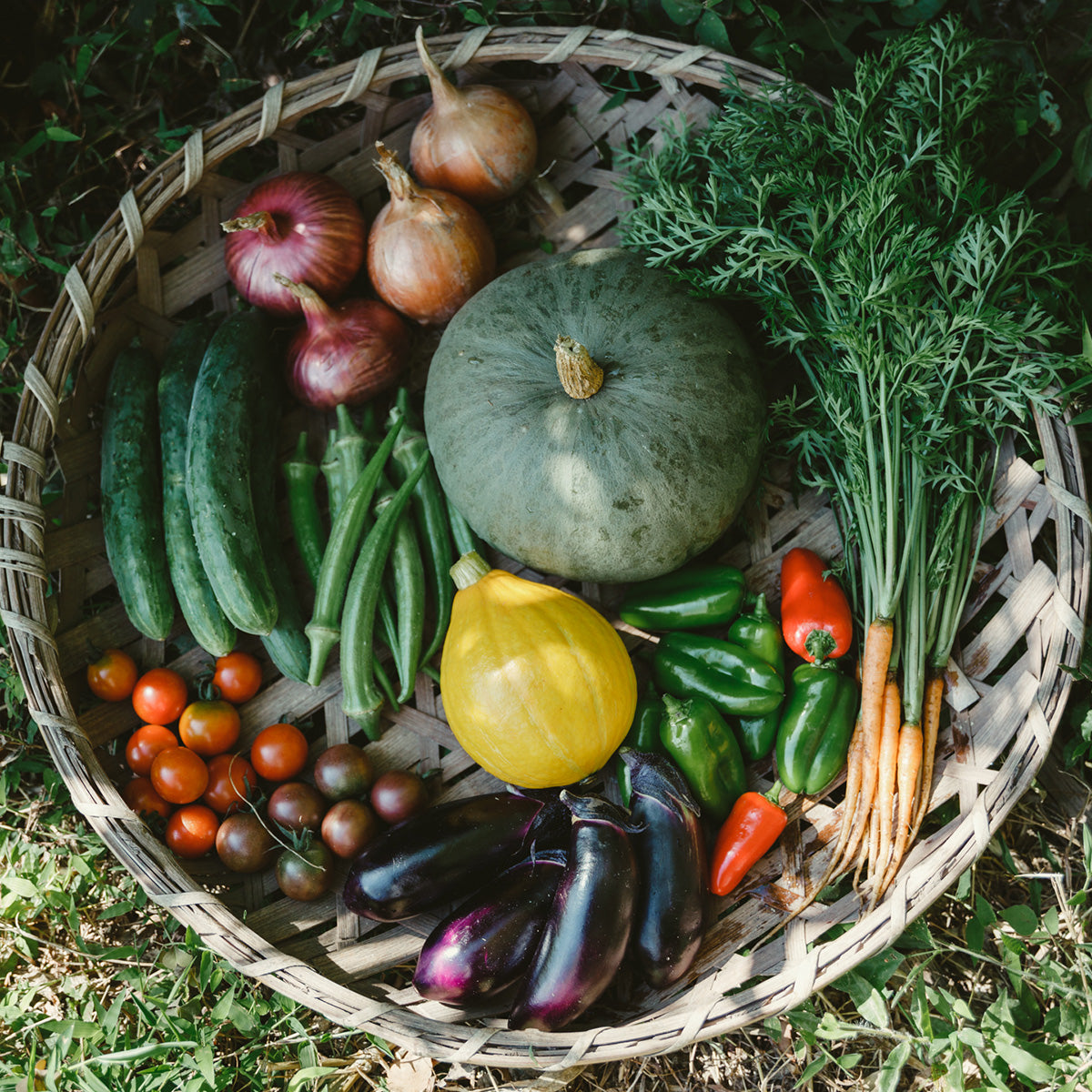 【2025年6月～発送・ご予約受付中】自然のまんまの野菜セットMサイズ